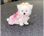 Small Photo #5 Maltese Puppy For Sale in KANSAS CITY, MO, USA