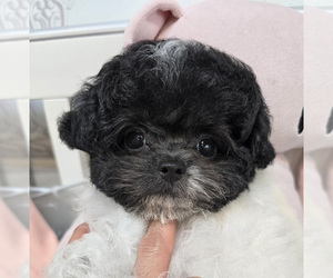 Poodle (Toy) Puppy for sale in Uijeongbu-si, Gyeonggi-do, Korea, South