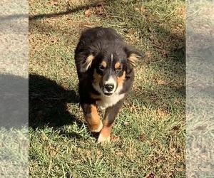 Miniature American Shepherd Puppy for sale in TERRELL, TX, USA