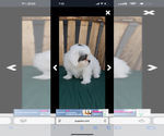 Small #3 ShihPoo