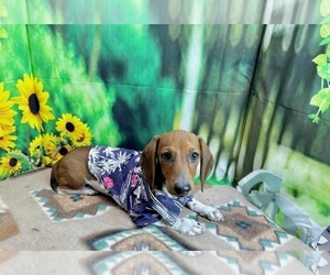 Dachshund Puppy for Sale in CASSVILLE, Missouri USA