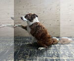 Small #2 Border Collie