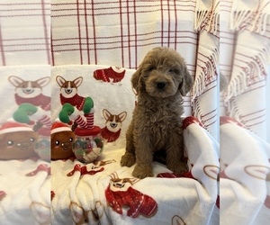 Goldendoodle (Miniature) Puppy for sale in SYLMAR, CA, USA