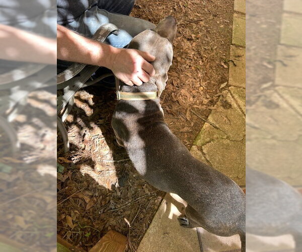 Medium Photo #11 American Pit Bull Terrier-Staffordshire Bull Terrier Mix Puppy For Sale in Atlanta, GA, USA