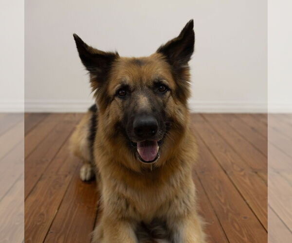 Medium Photo #1 German Shepherd Dog Puppy For Sale in Fargo, ND, USA