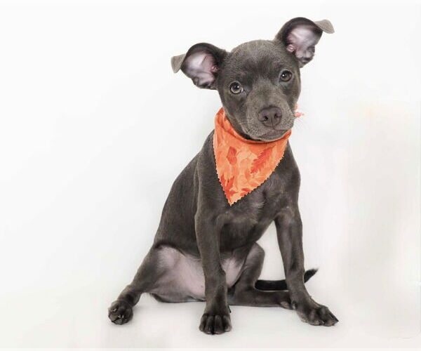 Medium Photo #2 Chihuahua-Unknown Mix Puppy For Sale in phoenix, AZ, USA