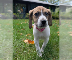 Beagle Dogs for adoption in Brooklyn Center, MN, USA