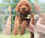 Small Photo #20 Goldendoodle Puppy For Sale in TIMBERLAKE, NC, USA
