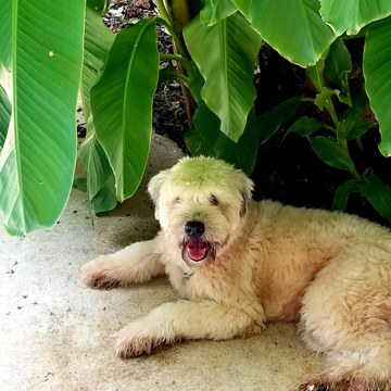 Medium Photo #1 Soft Coated Wheaten Terrier Puppy For Sale in LAWRENCEVILLE, GA, USA