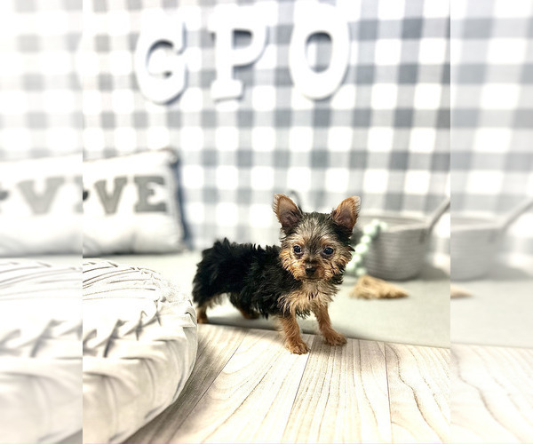 Medium Photo #1 Yorkshire Terrier Puppy For Sale in MARIETTA, GA, USA