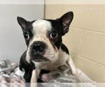 Small Boston Terrier Mix