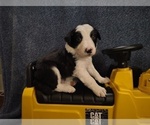 Small Photo #227 Border Collie Puppy For Sale in NORBORNE, MO, USA
