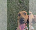 *SCOUT - Male Mutt Dog for Adoption - Small photo
