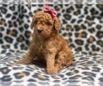 Small Photo #8 Cavapoo Puppy For Sale in LAKELAND, FL, USA