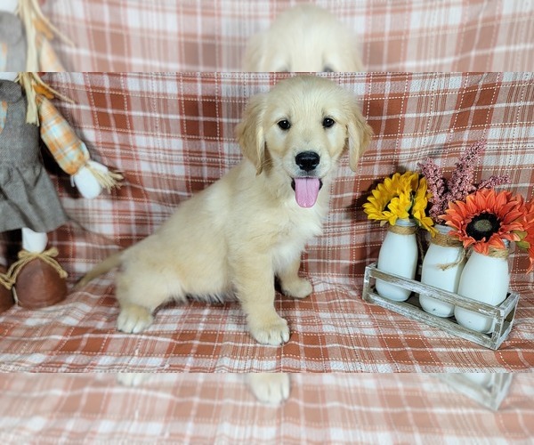 Medium Photo #1 Golden Retriever Puppy For Sale in FALCON, CO, USA