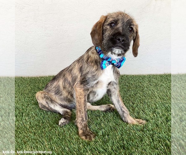Medium Photo #2 Jack Russell Terrier-Miniature Schnauzer Mix Puppy For Sale in San Diego, CA, USA