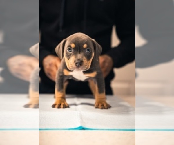 Medium Photo #8 American Bully Puppy For Sale in SMYRNA, GA, USA