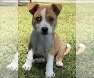 Australian Shepherd-Unknown Mix Dogs for adoption in Newport Beach, CA, USA