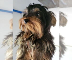 Father of the Morkie puppies born on 09/18/2025