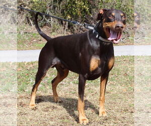 Doberman Pinscher Dogs for adoption in Prattville, AL, USA