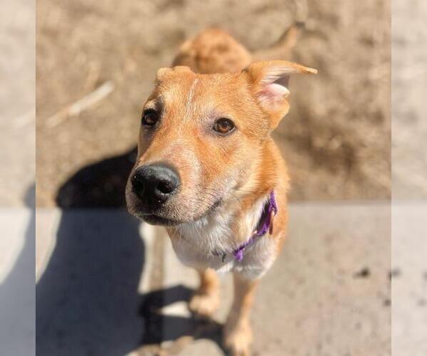 Medium Photo #1 Carolina Dog-Unknown Mix Puppy For Sale in Aurora, CO, USA