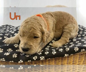 Goldendoodle-Poodle (Standard) Mix Puppy for sale in WINSTON SALEM, NC, USA
