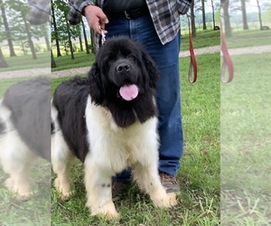 Newfoundland Puppy for sale in DALE, IN, USA