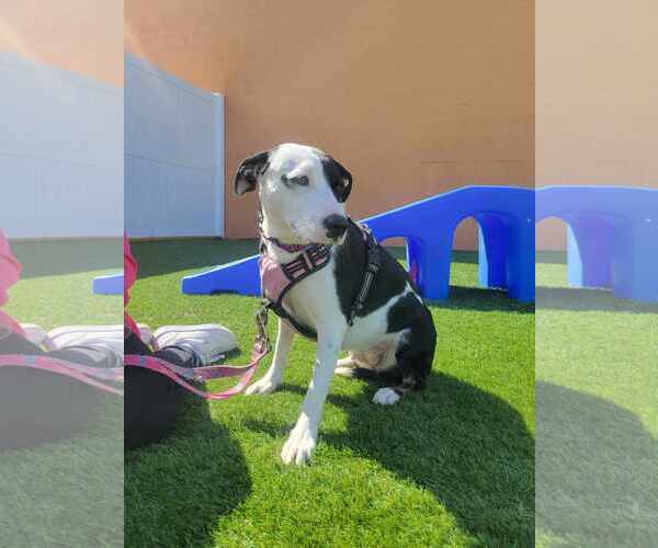 Medium Photo #2 Mutt Puppy For Sale in Shillington, PA, USA