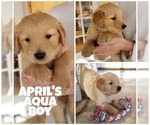 Small Photo #1 Golden Retriever Puppy For Sale in NASHVILLE, NC, USA