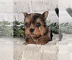 Small #6 Yorkshire Terrier