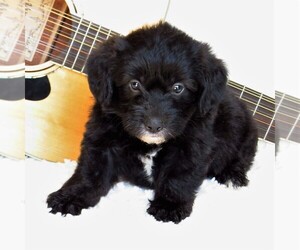Pembroke Welsh Corgi-Poodle (Miniature) Mix Puppy for sale in STRASBURG, PA, USA