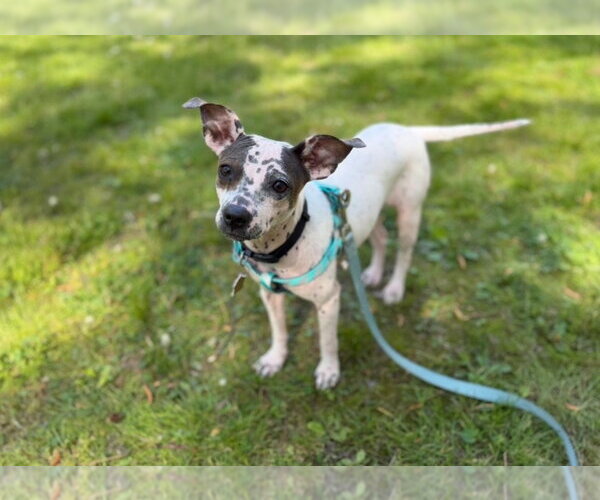 Medium Photo #1 Chihuahua-Unknown Mix Puppy For Sale in Ellijay, GA, USA