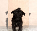 Small Photo #3 YorkiePoo Puppy For Sale in NAPPANEE, IN, USA