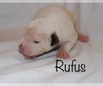 Small Photo #4 American Bulldog Puppy For Sale in MECHANICSVILLE, VA, USA