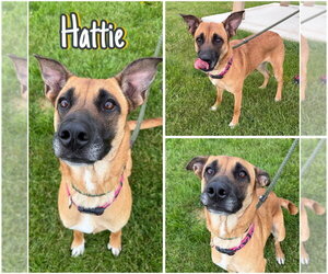 German Shepherd Dog-Unknown Mix Dogs for adoption in Pierceton , IN, USA