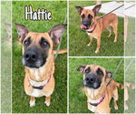 Small German Shepherd Dog Mix