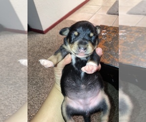 Rat Terrier Puppy for sale in INDIO, CA, USA