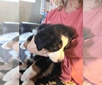 Small #9 Bernese Mountain Dog