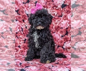 Poodle (Miniature) Puppy for sale in KINZERS, PA, USA