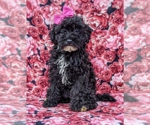 Medium Poodle (Miniature)