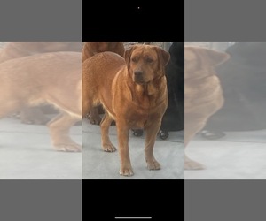 Mother of the Labrador Retriever puppies born on 07/25/2026