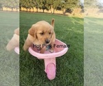 Small Photo #12 Golden Retriever Puppy For Sale in DENAIR, CA, USA