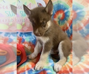 Siberian Husky Puppy for sale in DEARBORN, MO, USA