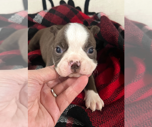 Medium Photo #4 Boston Terrier Puppy For Sale in NILES, MI, USA