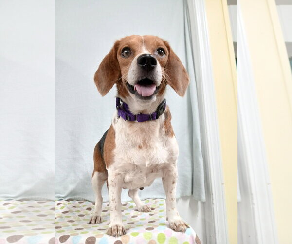 Medium Photo #2 Beagle Puppy For Sale in Murfreesboro, NC, USA
