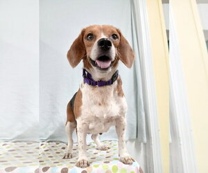 Pixie *Available Soon* - Female Beagle Dog for Adoption - Photo #2