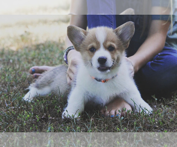 Medium Photo #4 Pembroke Welsh Corgi Puppy For Sale in FAIR GROVE, MO, USA