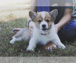 Small #3 Pembroke Welsh Corgi
