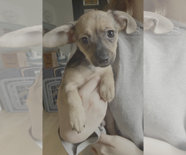 Medium Photo #1 Chiweenie Puppy For Sale in Bellevue, WA, USA