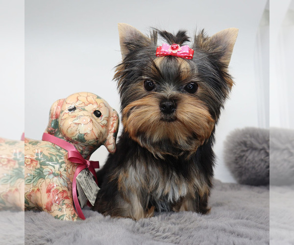 Medium Photo #3 Yorkshire Terrier Puppy For Sale in LOS ANGELES, CA, USA